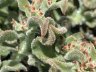 Mesembryanthemum crystallinum-4.jpg